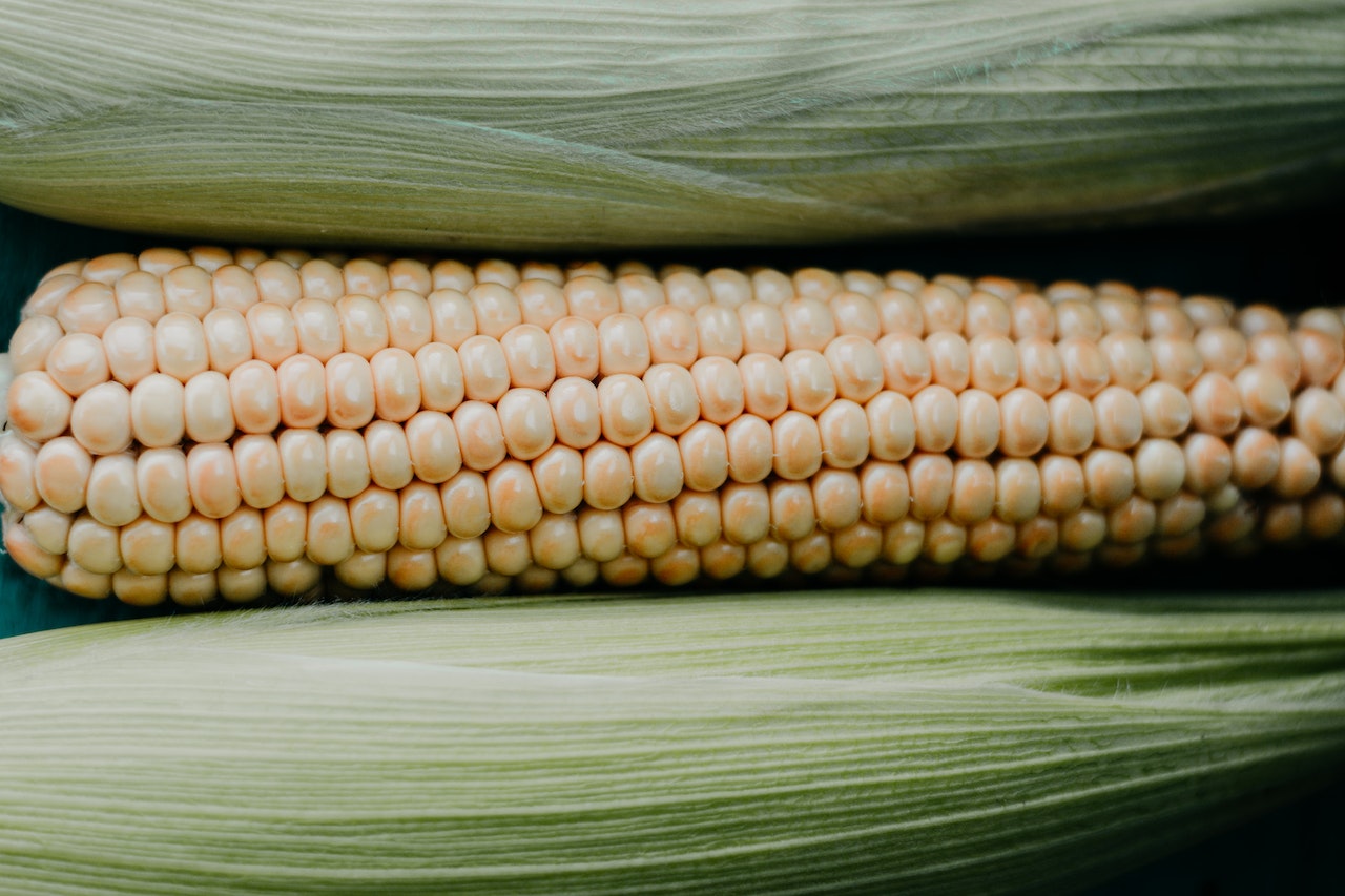 suszenie kukurydzy
